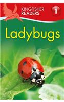 Ladybugs