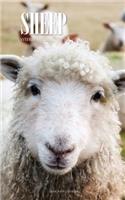 Sheep Weekly Planner 2018: 16 Month Calendar
