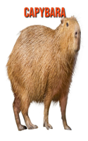 Capybara