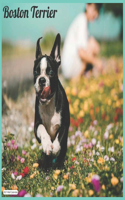 Boston Terrier 2021 Wall Calendar