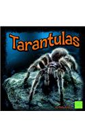 Tarantulas