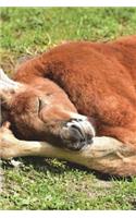 Say Hello to the Red Kangaroo Journal: 150 page lined notebook/diary