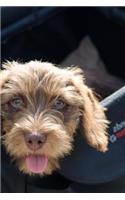 Hello Adorable Wirehair Brown Dachshund Puppy Dog Journal