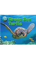 Green Sea Turtle