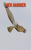 Hen Harrier