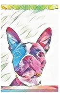 Boston Terrier