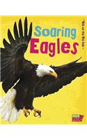 Soaring Eagles