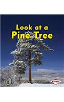 Look at a Pine Tree