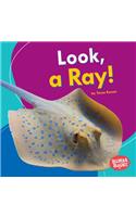 Look, a Ray!