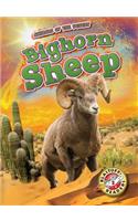 Bighorn Sheep
