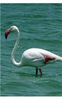 Greater Flamingo (Phoenicopterus Ruber) Bird Journal: 150 page lined notebook/diary