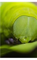 Close Up of a Green Caterpillar Journal
