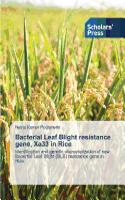 Bacterial Leaf Blight resistance gene, Xa33 in Rice