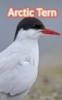 Arctic Tern: Facts Book (Fun Facts Book For Kids)