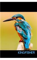Kingfisher
