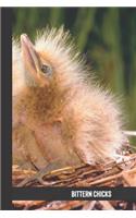 bittern chicks