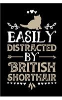 Easily Distracted by British Shorthair
