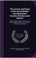 Larvae and Pupae of the Social Beetles Coccidotrophus Socialis (Schwarz and Barber): And Eunausibius Wheeleri (Schwarz And Barber) With Remarks on the Taxonomy of the Family Cucujidae