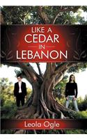 Like A Cedar In Lebanon