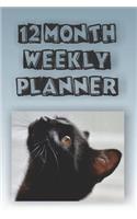 12 Month Weekly Planner: 1 Year Daily Monthly Planner, Undated Start Anytime, Black Cat Looking Up Cover