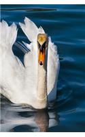 Swan