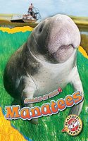 Manatees: (Animals at Risk)