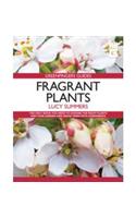 Fragrant Plants