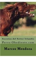 Secretos del Setter Irlandes