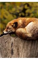 A Red Fox Fast Asleep on a Stump Animal Journal