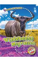 Wildebeest Migration