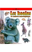 Les Koalas Et Autres Marsupiaux