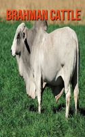 Brahman Cattle: Super Fun Facts And Amazing Pictures