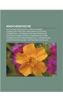 Knochenfische: Echte Knochenfische, Fleischflosser, Flosselhechtartige, Knochenhechtartige, Storartige, Systematik Der Knochenfische