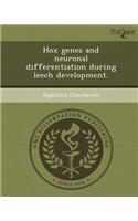 Hox Genes and Neuronal Differentiation During Leech Development