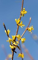 Blooming Yellow Forsythia in the Spring Journal