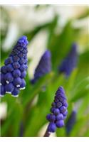 Grape Hyacinth Blooming Journal: Take Notes, Write Down Memories in this 150 Page Lined Journal