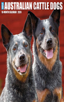 Just Australian Cattle Dogs 2024 12 X 12 Wall Calendar