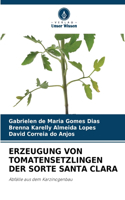 Erzeugung Von Tomatensetzlingen Der Sorte Santa Clara