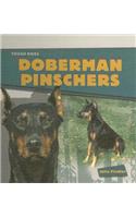 Doberman Pinschers