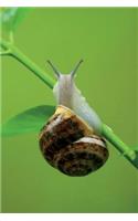 Snail on a Leaf Journal: 150 page lined notebook/diary