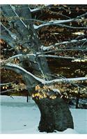 Winter Theme Journal Snowy Tree: (Notebook, Diary, Blank Book)(Seasonal Winter Photo Journals Notebooks Diaries)