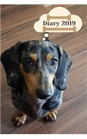 Diary 2019: Funny Dog Breed Dachshund