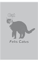 Cat Felis Catus