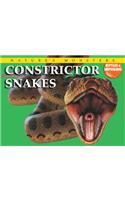 Constrictor Snakes