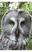 Great Grey Owl Peeks Out Journal