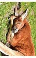 Red Kangaroo Napping on the Grass Journal: Take Notes, Write Down Memories in this 150 Page Lined Journal