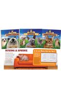 Cat Craze Set 1 (Set)