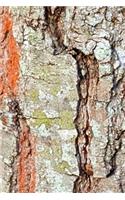 2020 Daily Planner Oak Tree Cracked Bark Photo 388 Pages: 2020 Planners Calendars Organizers Datebooks Appointment Books Agendas
