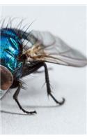 The Fly Notebook