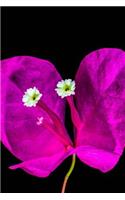 Purple Bougainvillea Flower Journal